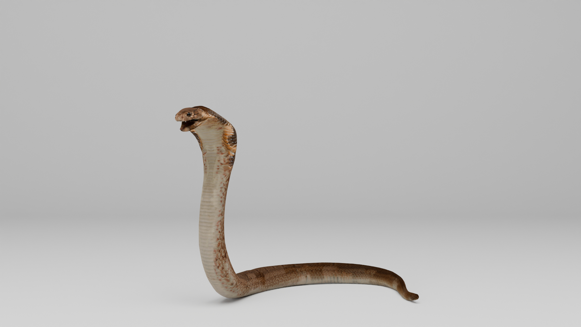 Ultimate Animal Bundle  17 Species  Fully Rigged Game Ready with Fur 3D model https://p.turbosquid.com/ts-thumb/TF/cBvZxh/rD/turntable/png/1766528760/1920x1080/turn_fit_q99/4123bc35f7d04859105f5a6effb22b858a35649a/turntable-1.jpg