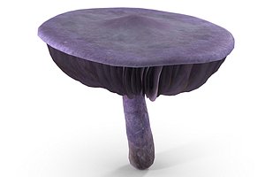 cortinarius violaceus mushroom 3D model