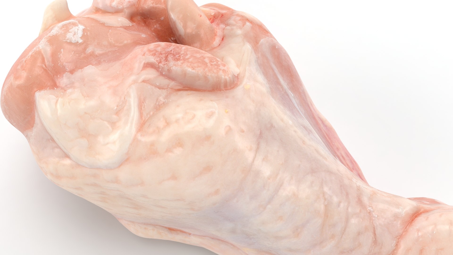 Fresh Raw Chicken Wing Drumette V1 3D TurboSquid 2053316