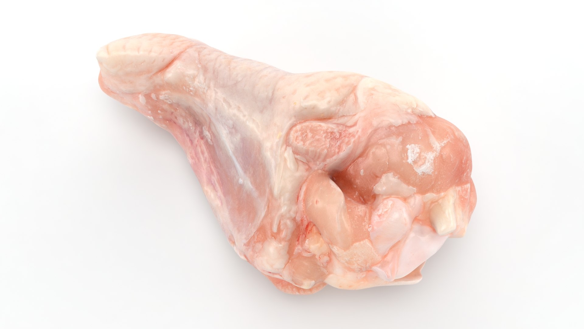 Fresh Raw Chicken Wing Drumette v1 3D https://p.turbosquid.com/ts-thumb/TF/io7IQX/hN/chickendrumettev1_b0004/jpg/1680885793/1920x1080/fit_q87/d1f1378be4168e97aad4779d3cb400f3b80dd663/chickendrumettev1_b0004.jpg