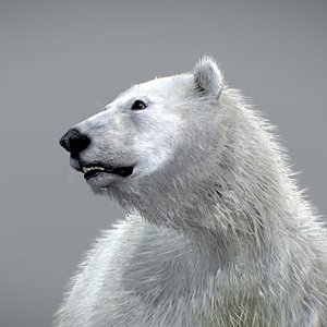 3D model Polar Bear