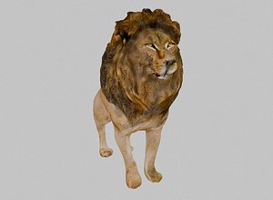 3D Lion Standing model