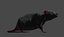 Rat