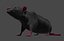 Rat