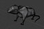 Rat