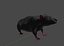 Rat