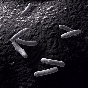 bacteria organism infection 3d model