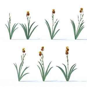 3D iris plant flower