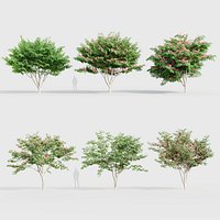 Cassia javanica Java cassia 3D model