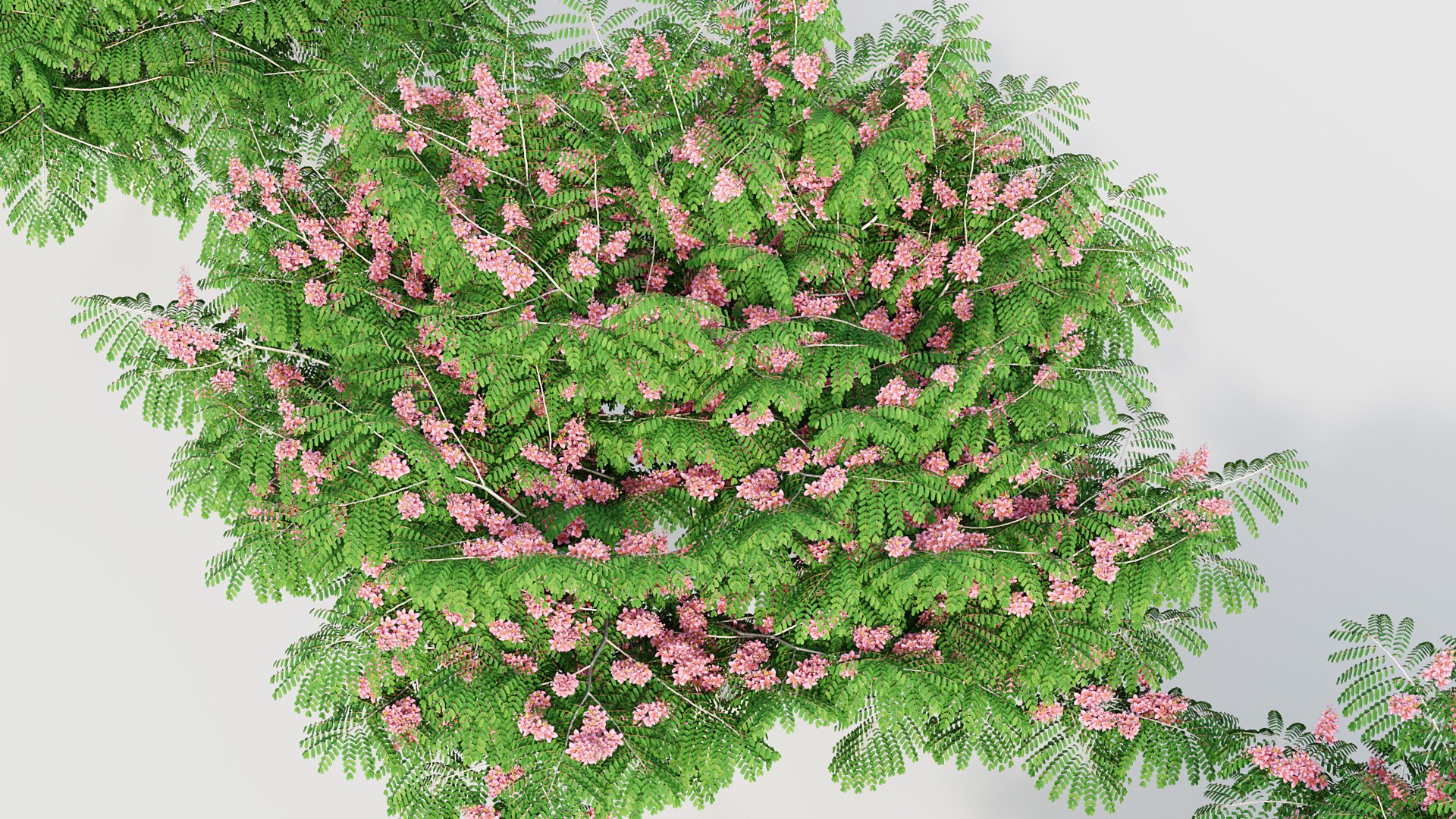 3D Cassia Javanica Java Cassia 3D Model Model - TurboSquid 2117818