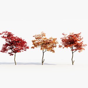 3D model Acer palmatum a