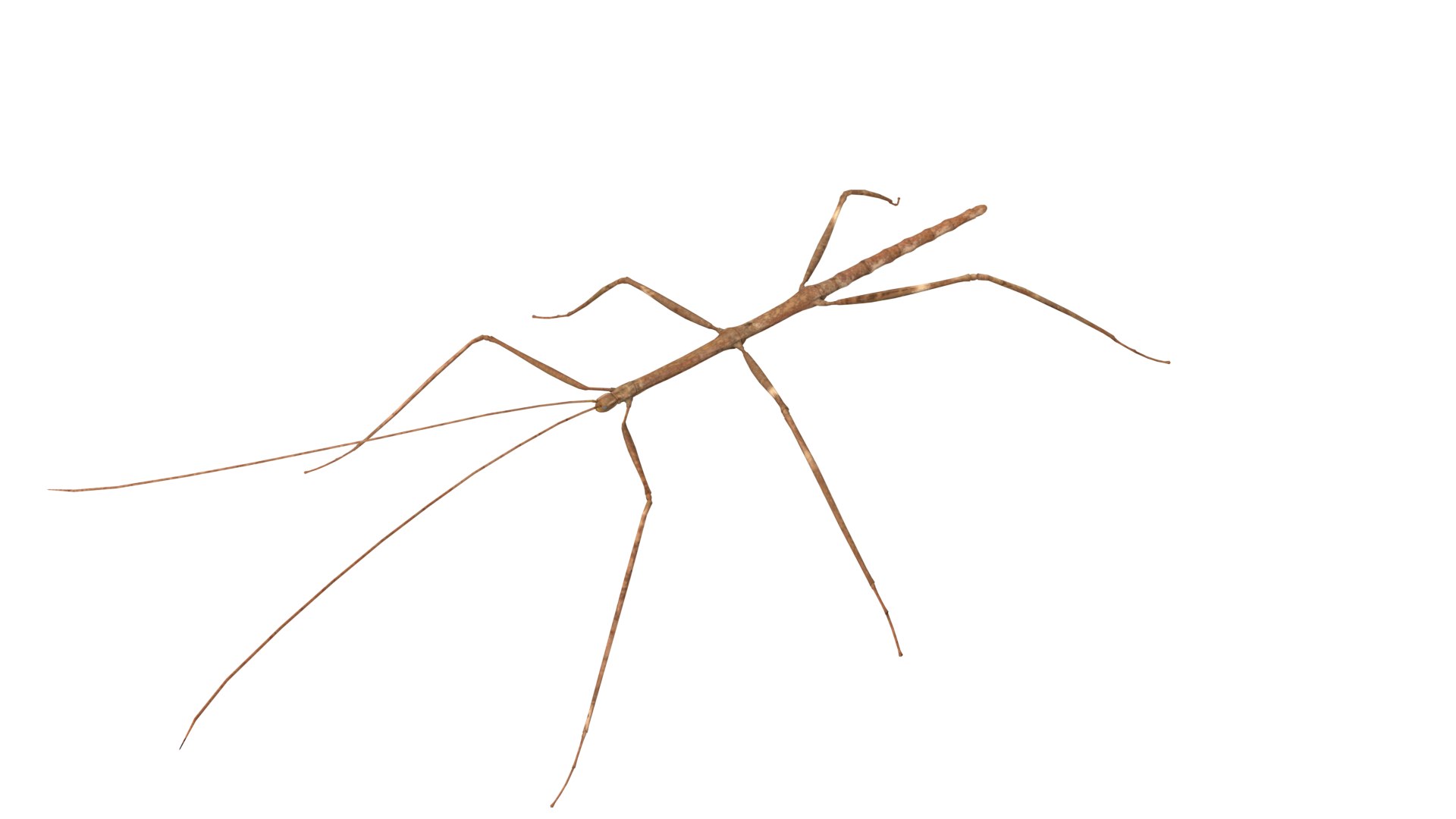 Giant Stick Insect Model - TurboSquid 2384473