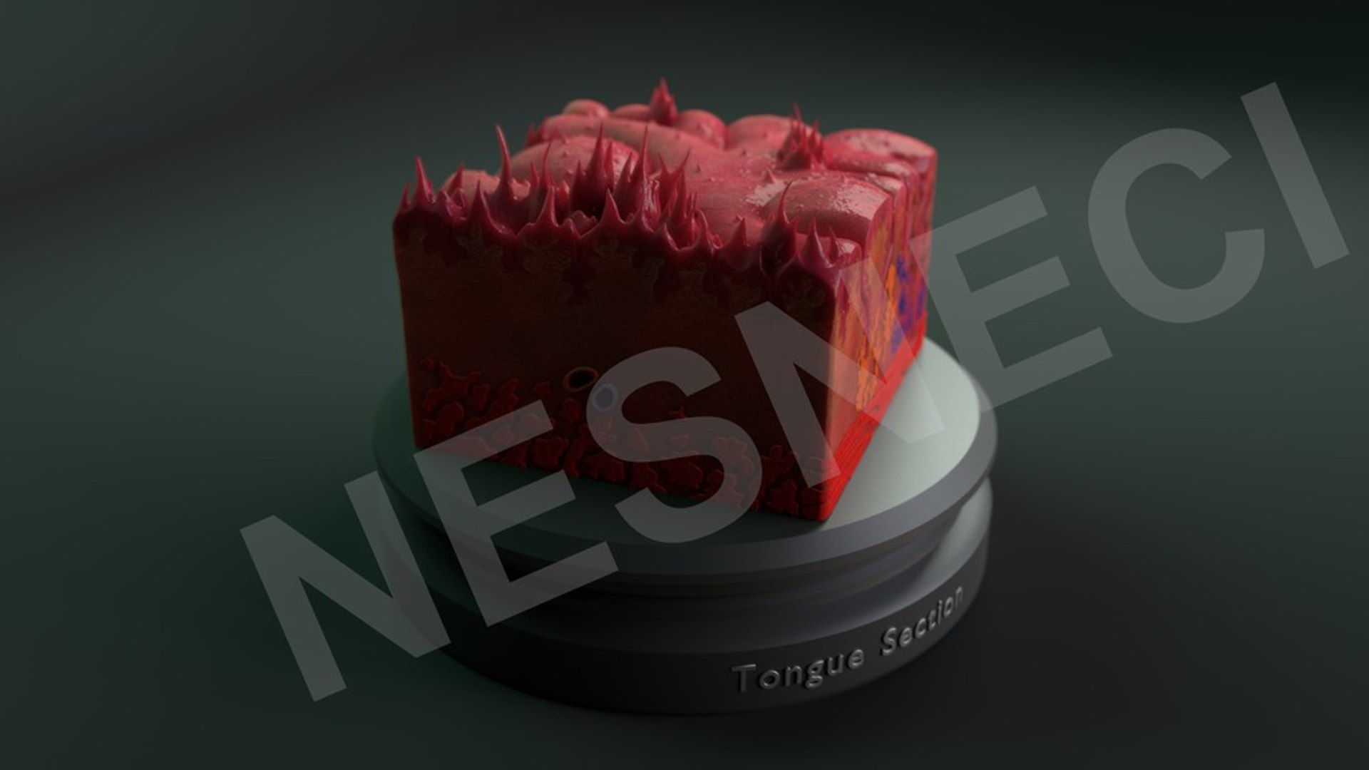 3D cross section tongue https://p.turbosquid.com/ts-thumb/TG/KHz1qq/F12Mii4z/render_0001/jpg/1513047825/1920x1080/fit_q87/672077ba2c1e448bfcd360326971de32fe69031c/render_0001.jpg