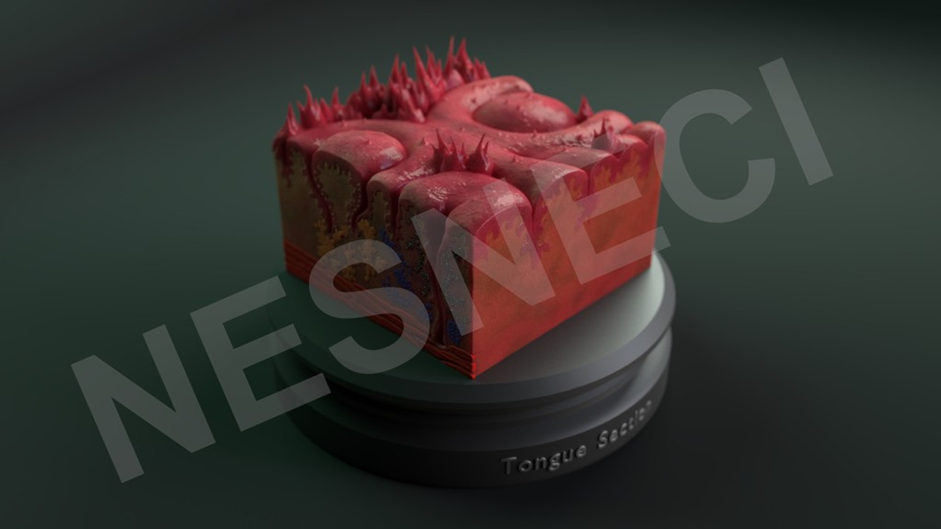 3D cross section tongue https://p.turbosquid.com/ts-thumb/TG/KHz1qq/Rg1gRNf9/render_0003/jpg/1513048055/1920x1080/fit_q87/7474a01853db80baafd4da044bd52957d87e16dc/render_0003.jpg