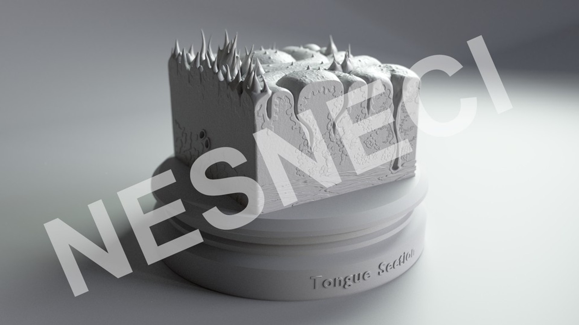 3D cross section tongue https://p.turbosquid.com/ts-thumb/TG/KHz1qq/qhPyoGq3/render_0004/jpg/1513048081/1920x1080/fit_q87/447903092fad4f9299236468a2fa577c802cad87/render_0004.jpg