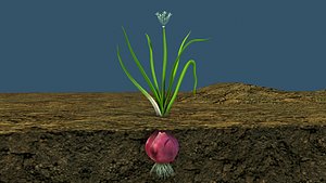 3D model Allium Onion Plant