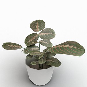 maranta plant