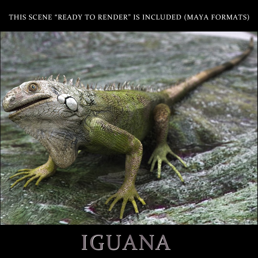 Photorealistic Iguana 3d Model