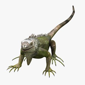 photorealistic iguana 3d model
