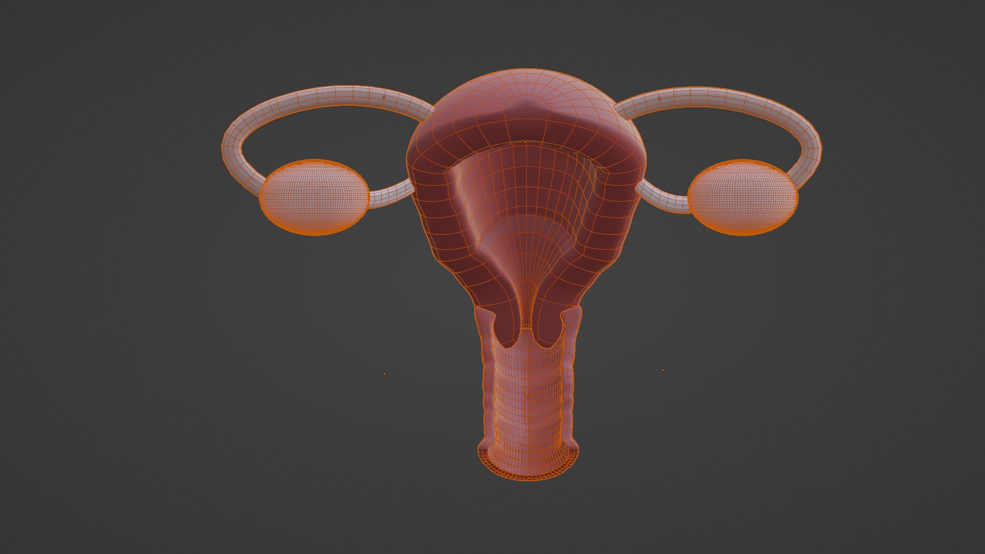 3D Female Reproductive System V2 - TurboSquid 2084000
