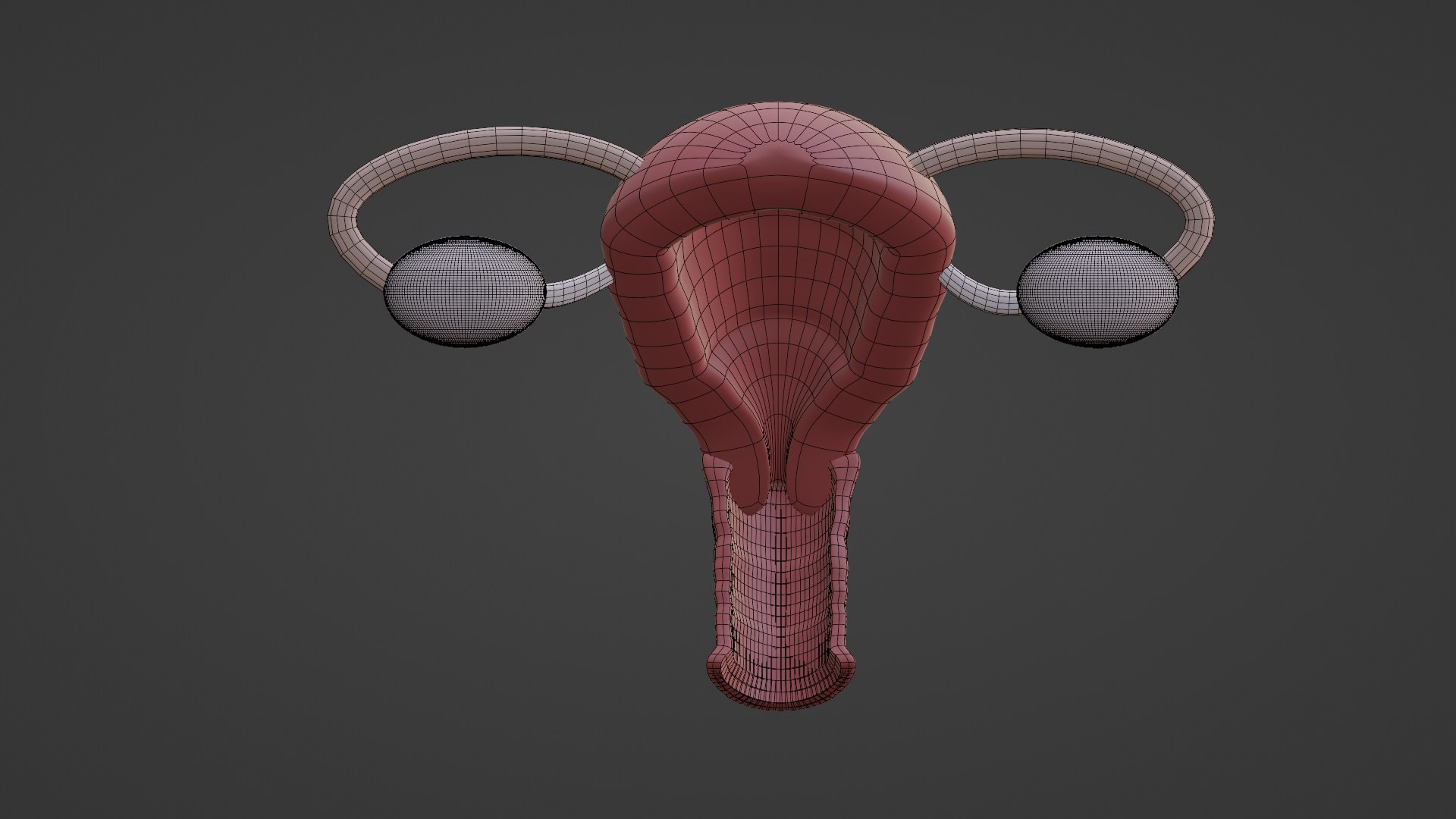 3D Female Reproductive System V2 - TurboSquid 2084000