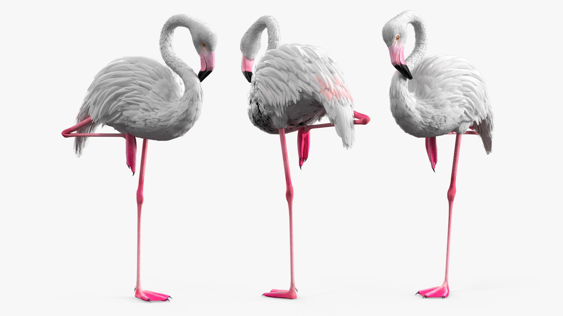 Tropical Flamingo Animal in One Leg Pose White 3D model for industrial visualization, technical presentation, simulation, product rendering, and animation