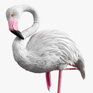3D Tropical Flamingo Animal in One Leg Pose White