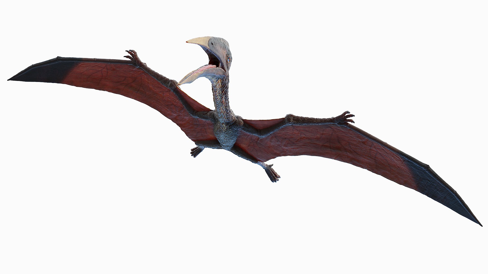 Hatzegopteryx 3D Model - TurboSquid 1658036