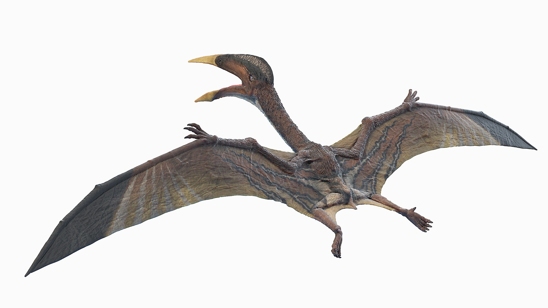 Hatzegopteryx 3d Model - Turbosquid 1658036