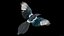 Eurasian Magpie Rigged PBR 3D model