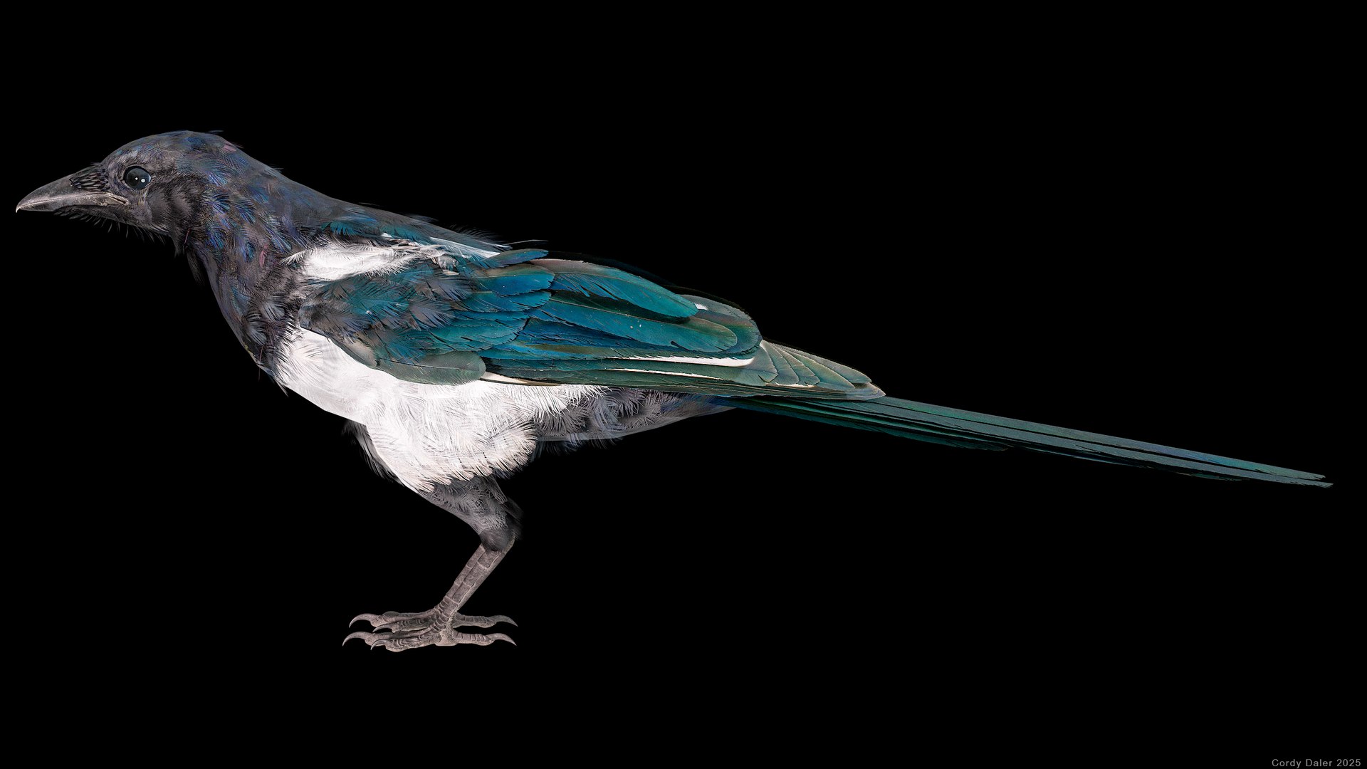 Eurasian Magpie Rigged PBR 3D model https://p.turbosquid.com/ts-thumb/TH/3eJcWL/8v/r_viewport_029/png/1762634233/1920x1080/fit_q87/87d25f19e61f2bc59950bd12d6f6eef444ec6a16/r_viewport_029.jpg
