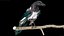 Eurasian Magpie Rigged PBR 3D model