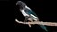 Eurasian Magpie Rigged PBR 3D model