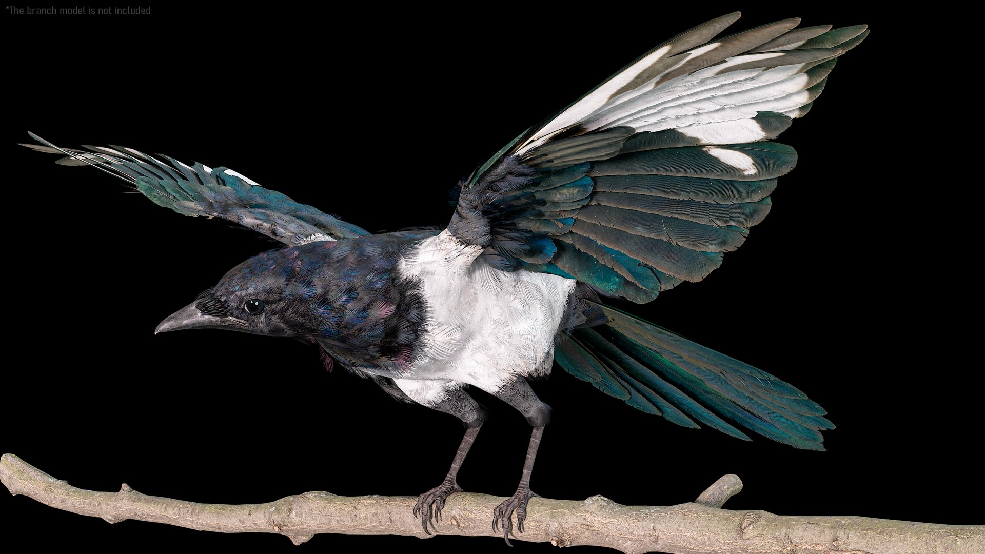 Eurasian Magpie Rigged PBR 3D model https://p.turbosquid.com/ts-thumb/TH/3eJcWL/Ik/r_viewport_002/png/1762626529/1920x1080/fit_q87/2c9928045c8888292b01a6c3062d25303d022deb/r_viewport_002.jpg