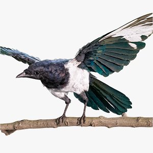 Eurasian Magpie Rigged PBR 3D model