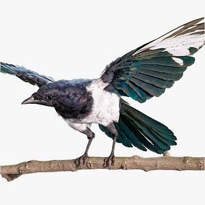 Eurasian Magpie Rigged PBR