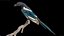 Eurasian Magpie Rigged PBR 3D model