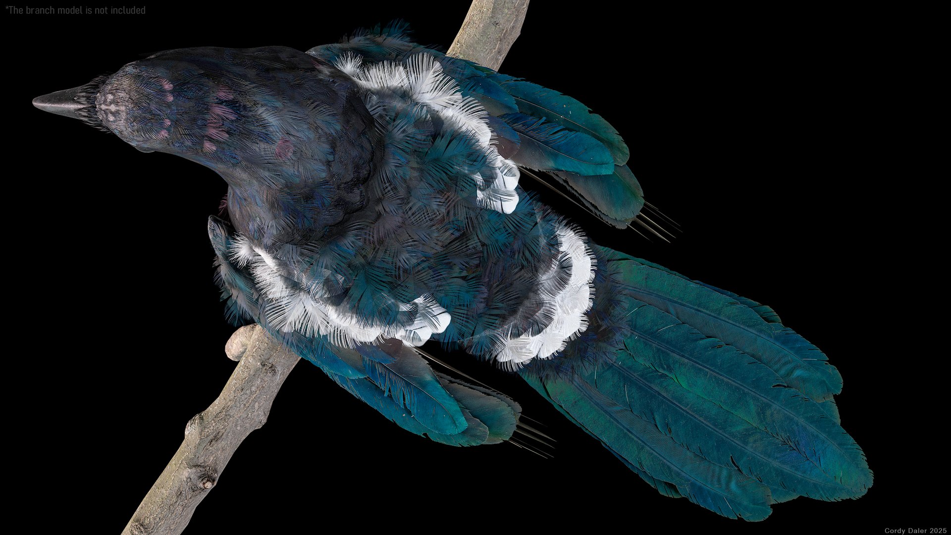 Eurasian Magpie Rigged PBR 3D model https://p.turbosquid.com/ts-thumb/TH/3eJcWL/O8/r_viewport_021/png/1762634229/1920x1080/fit_q87/0dc7188c01672b4e04a0c2badd9d506e9b7f6afc/r_viewport_021.jpg