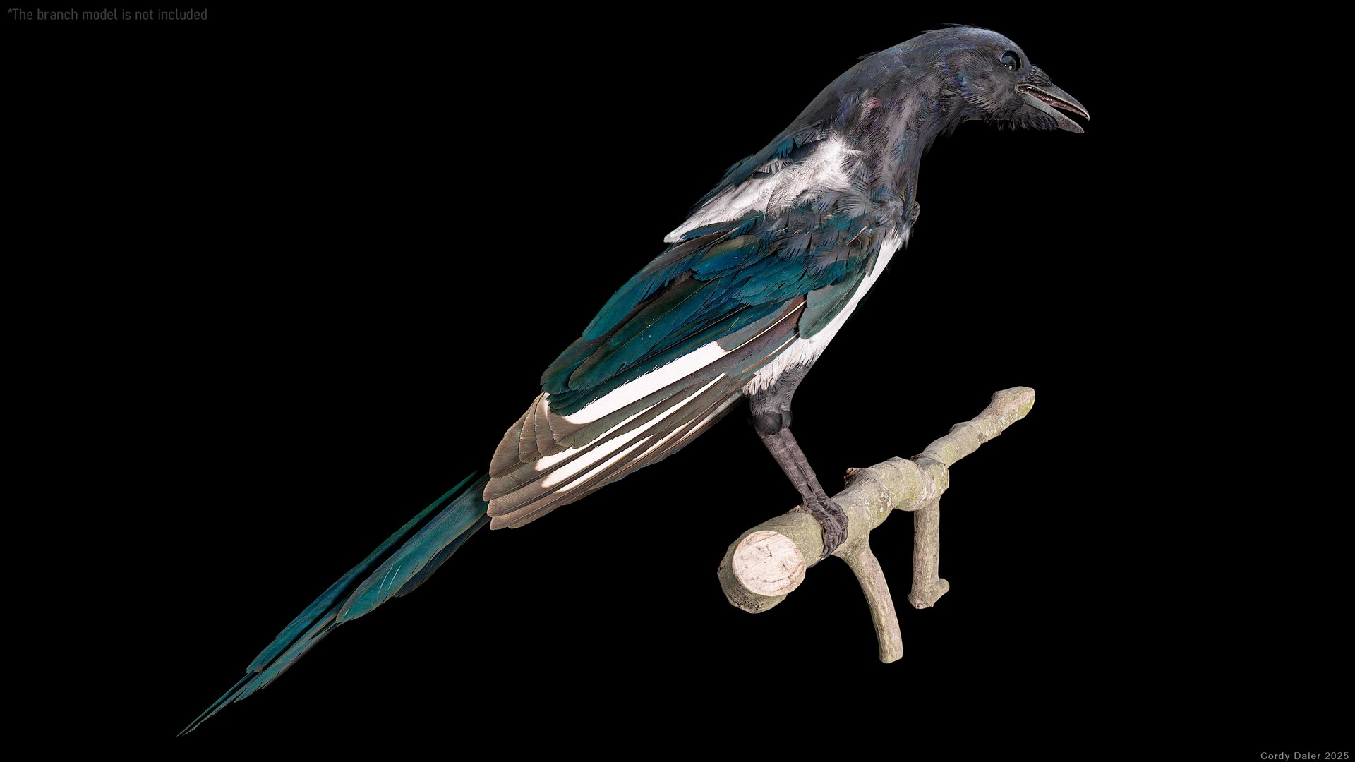 Eurasian Magpie Rigged PBR 3D model https://p.turbosquid.com/ts-thumb/TH/3eJcWL/P8/r_viewport_016/png/1762634226/1920x1080/fit_q87/fda8523ed1daf97648cbc61165f3a70f072ecfbc/r_viewport_016.jpg