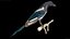 Eurasian Magpie Rigged PBR 3D model