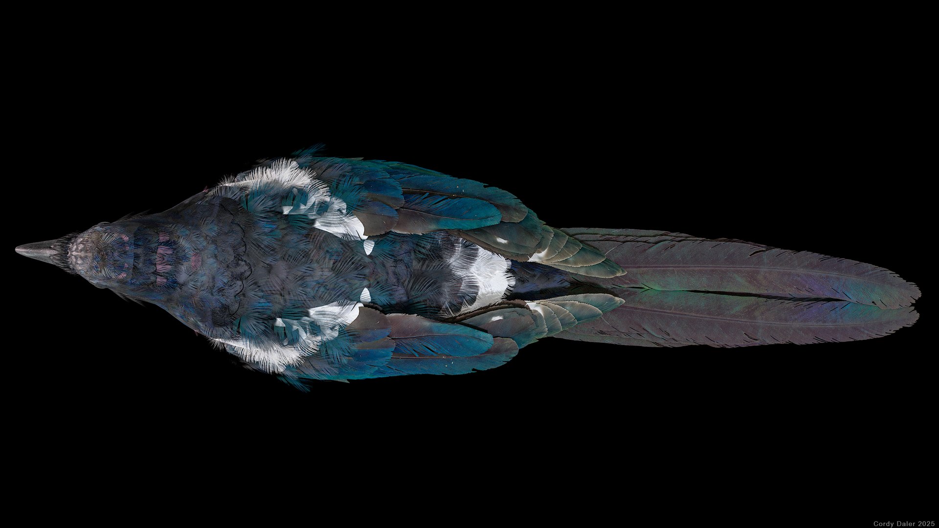 Eurasian Magpie Rigged PBR 3D model https://p.turbosquid.com/ts-thumb/TH/3eJcWL/TC/r_viewport_030/png/1762634234/1920x1080/fit_q87/8f2a446d4929e87db0b4bddd941e2710c03ee029/r_viewport_030.jpg