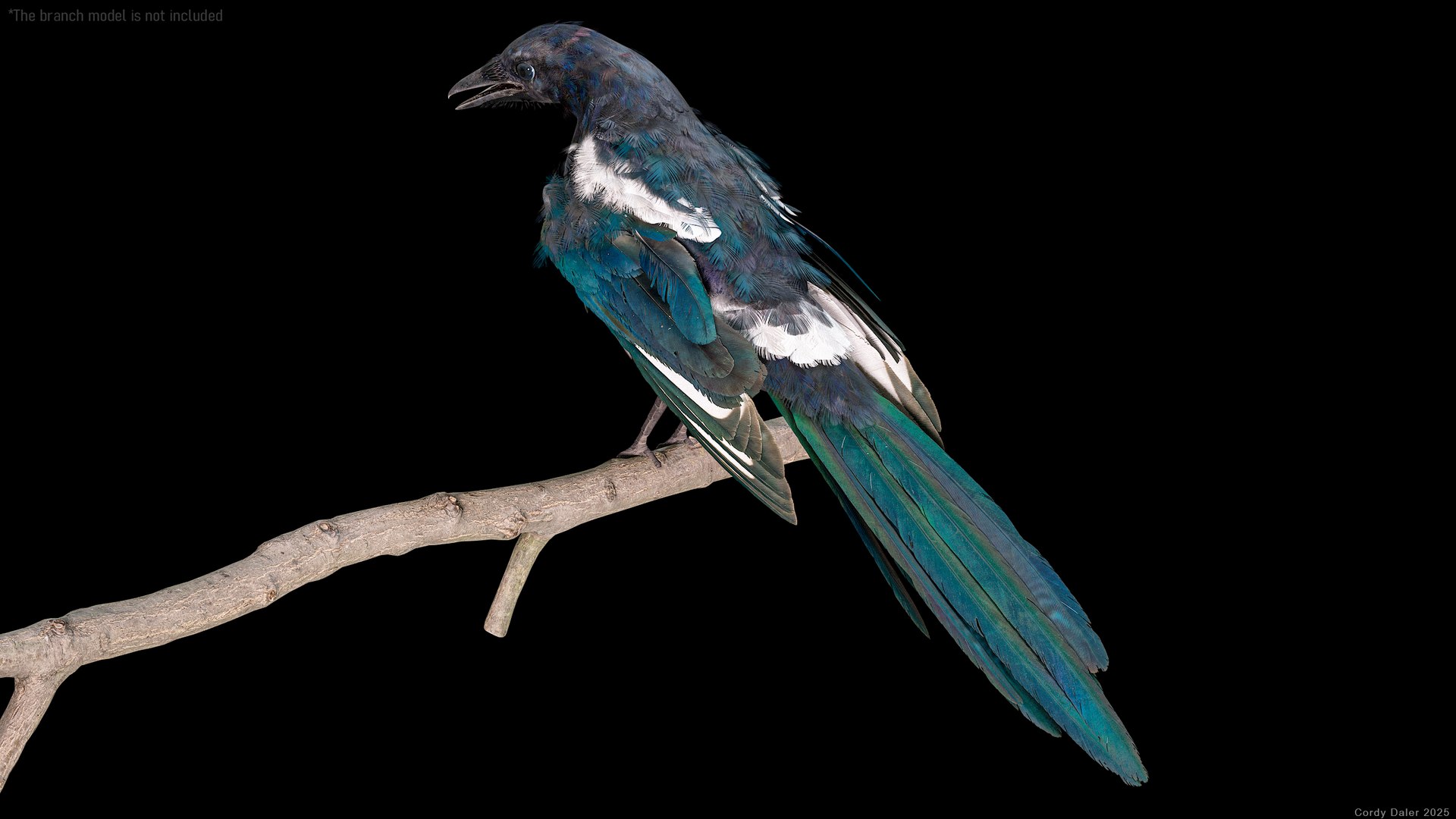Eurasian Magpie Rigged PBR 3D model https://p.turbosquid.com/ts-thumb/TH/3eJcWL/gd/r_viewport_019/png/1762634228/1920x1080/fit_q87/c3e213544ef515924dae4d98c4467167e3d1a60a/r_viewport_019.jpg