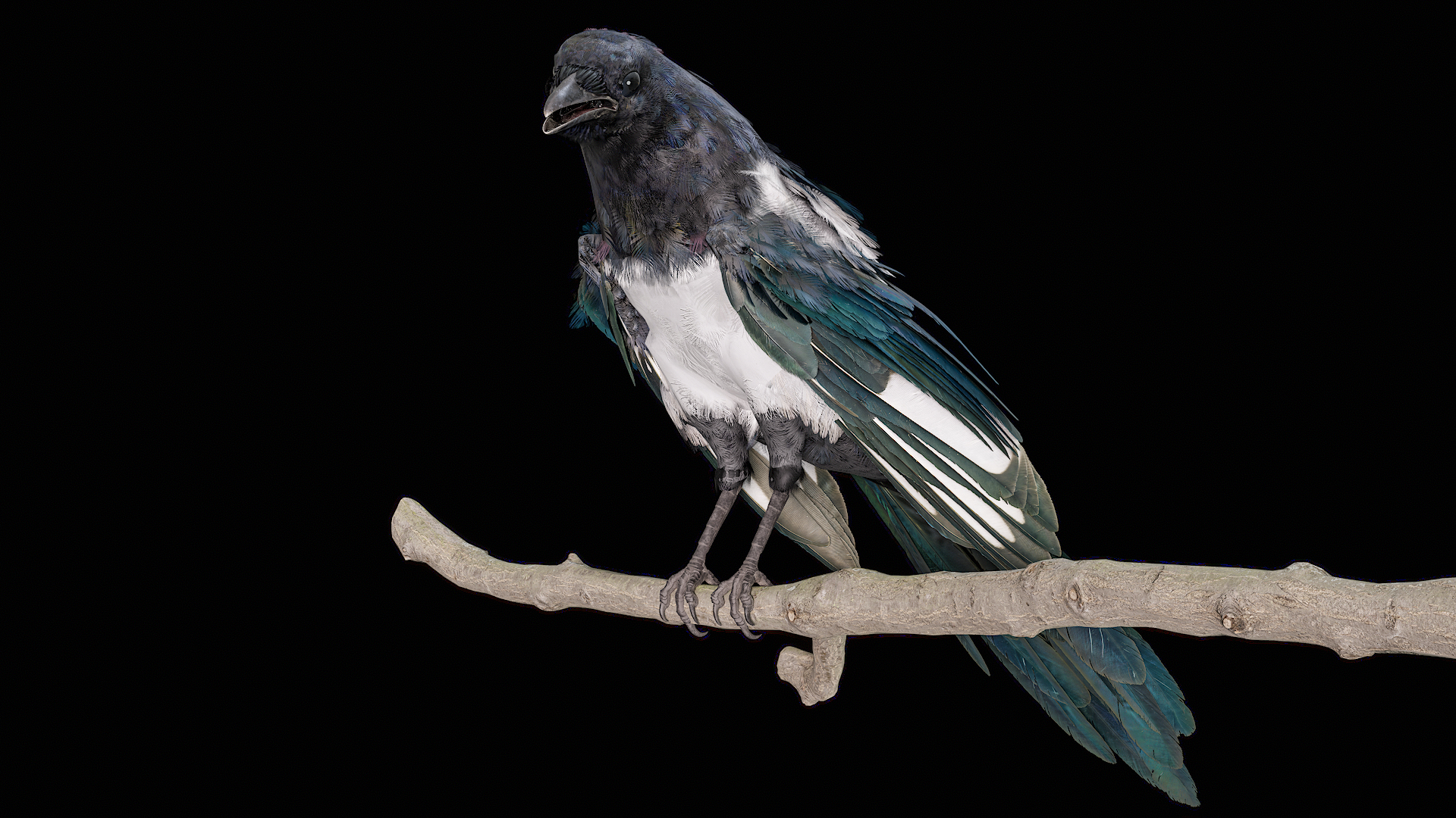 Eurasian Magpie Rigged PBR 3D model https://p.turbosquid.com/ts-thumb/TH/3eJcWL/lg/turnigua/png/1762634274/1920x1080/turn_fit_q99/911c3f7549bdb060e4e1474892d91ffd7f8b502e/turnigua-1.jpg