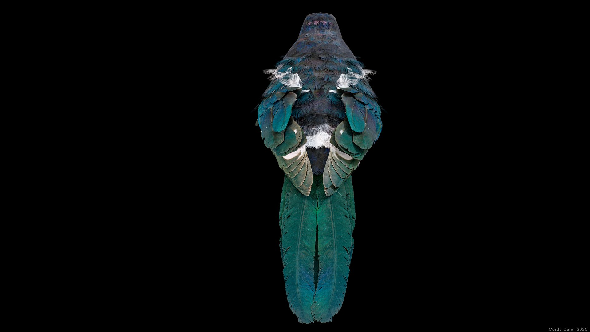 Eurasian Magpie Rigged PBR 3D model https://p.turbosquid.com/ts-thumb/TH/3eJcWL/nH/r_viewport_027/png/1762634232/1920x1080/fit_q87/efa12293be12e78b149897598809a295759e5845/r_viewport_027.jpg