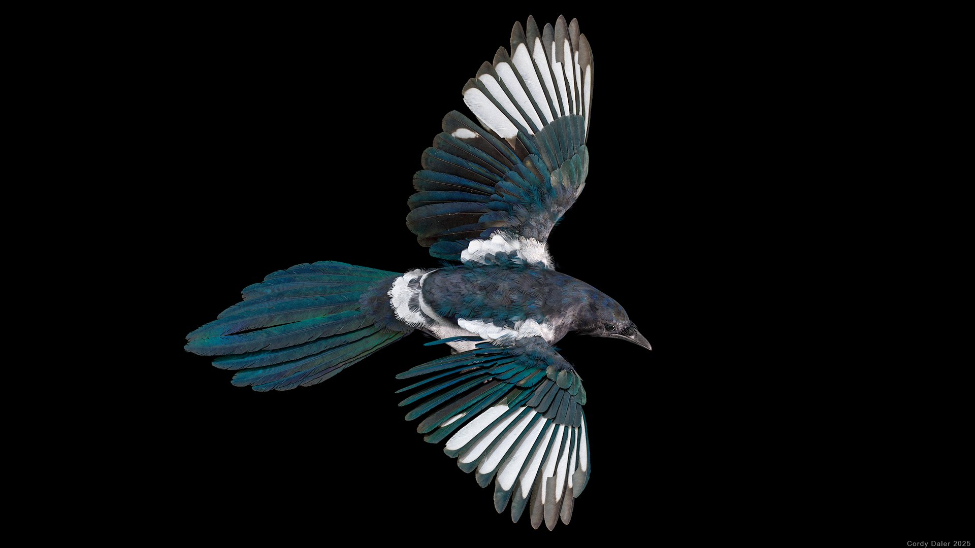 Eurasian Magpie Rigged PBR 3D model https://p.turbosquid.com/ts-thumb/TH/3eJcWL/qO/r_viewport_035/png/1762634236/1920x1080/fit_q87/6a8a934eeca1d2e450c8e1484ede8e935abe1f4d/r_viewport_035.jpg