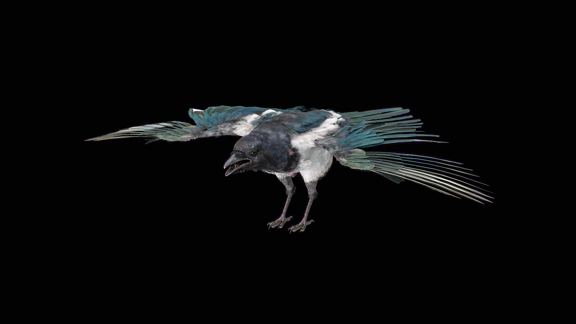 Eurasian Magpie Rigged PBR 3D model https://p.turbosquid.com/ts-thumb/TH/3eJcWL/sU/turnigua/png/1762634435/1920x1080/turn_fit_q99/b15e13863606dc2fe606d8914fd8facaac6bd357/turnigua-1.jpg