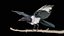 Eurasische Elster Rigged PBR