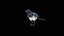 Eurasische Elster Rigged PBR
