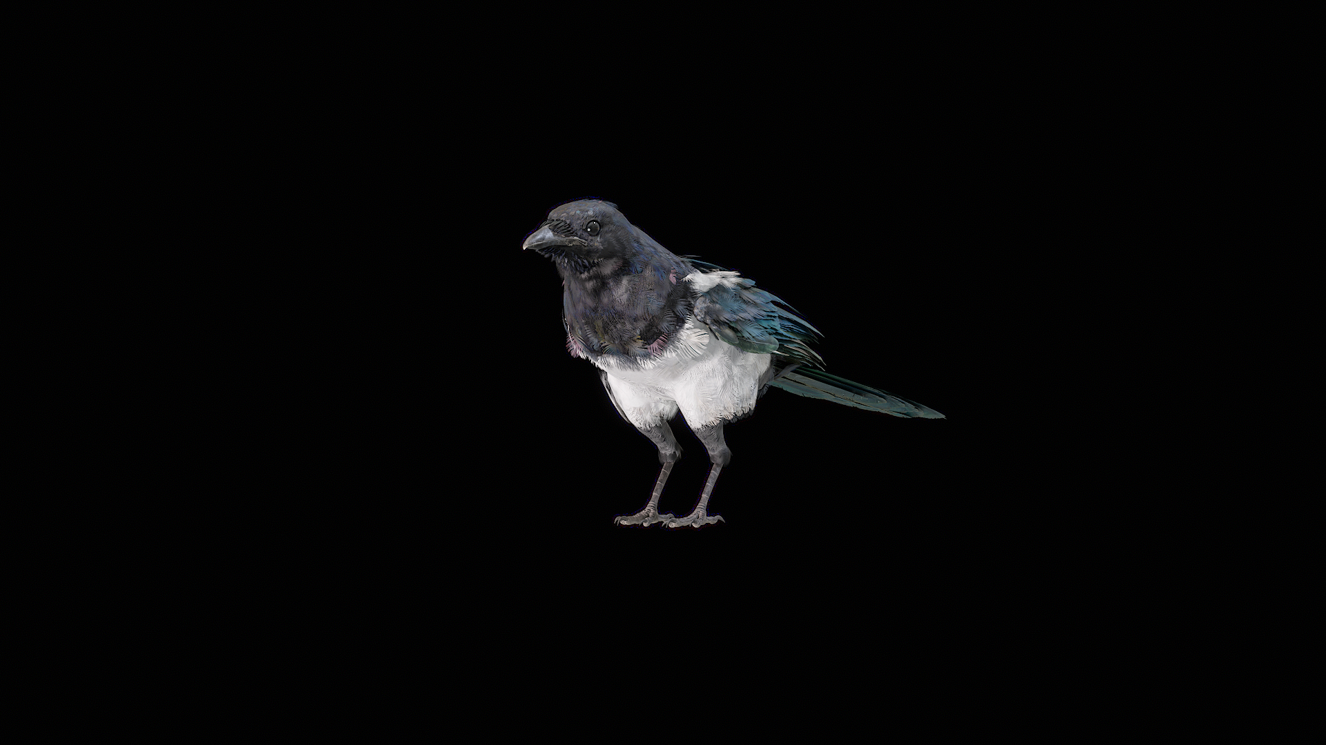 Eurasian Magpie Rigged PBR 3D model https://p.turbosquid.com/ts-thumb/TH/3eJcWL/zu/turnigua/png/1762634482/1920x1080/turn_fit_q99/cd263ad277fb7d1b7c24495a61a52877ccb8c9f3/turnigua-1.jpg