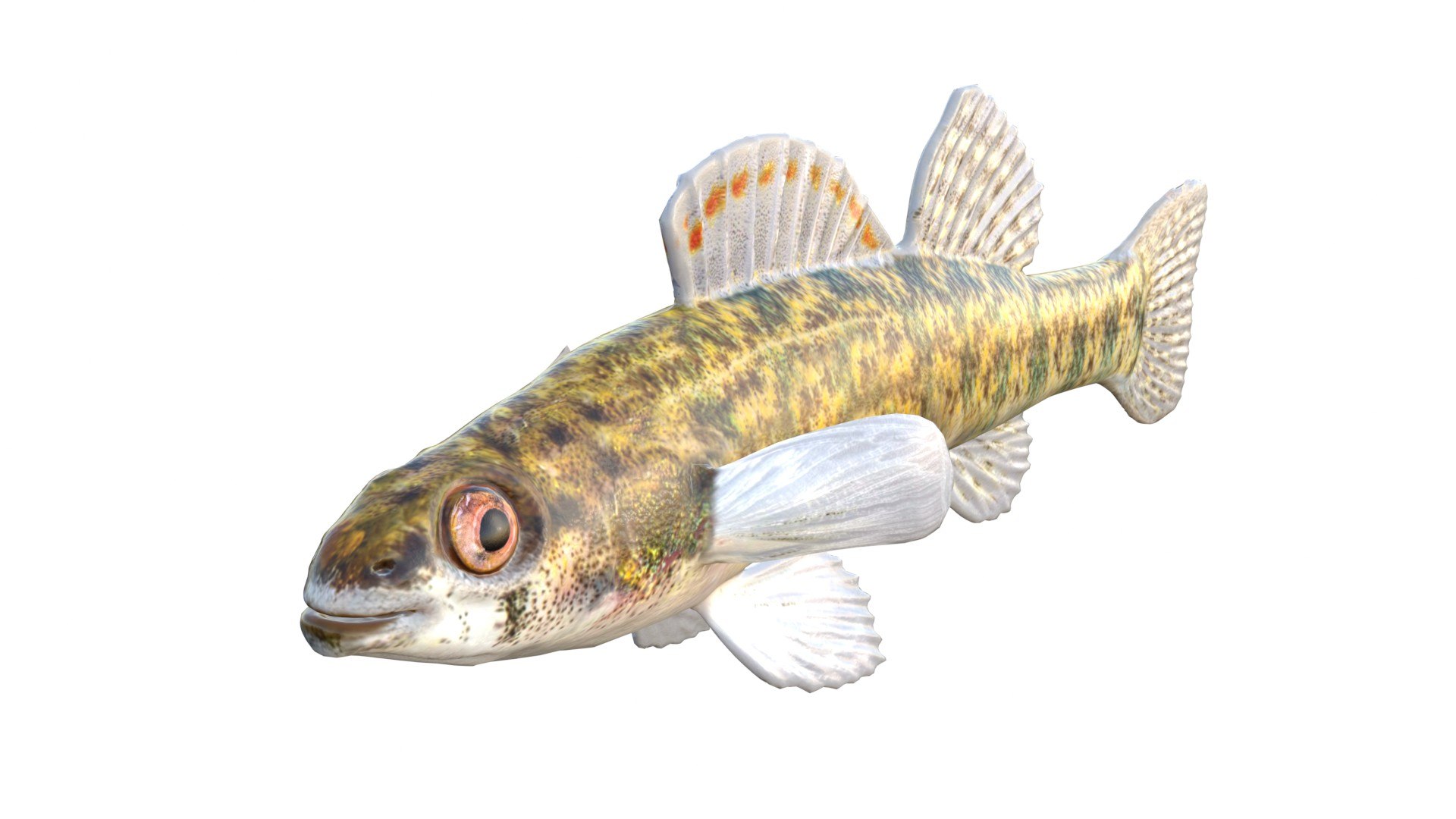 3D Backwater Darter fish https://p.turbosquid.com/ts-thumb/TH/7pLM2O/1W/1/jpg/1767690321/1920x1080/fit_q87/4d976f509a80658552562ba662bcf62e73648905/1.jpg
